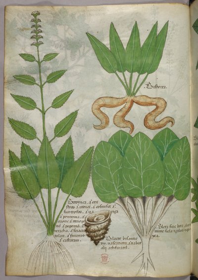 Botanical illustration by Italian School