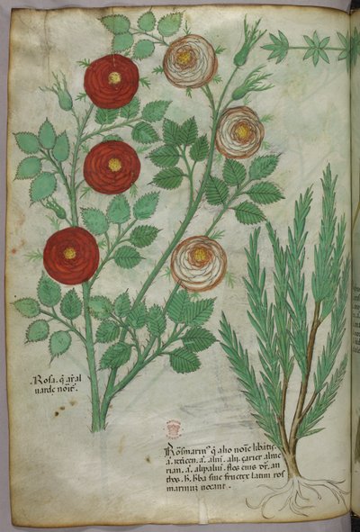 Botanical illustration by Italian School