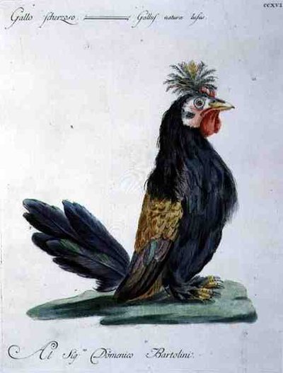 Cockerel by Italian School