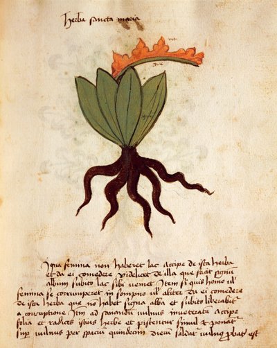 Costmary or Balsam herb (Tanacetum balsamita) by Italian School
