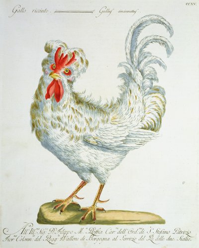 Curly-Haired Cockerel, c.1767-76 by Italian School