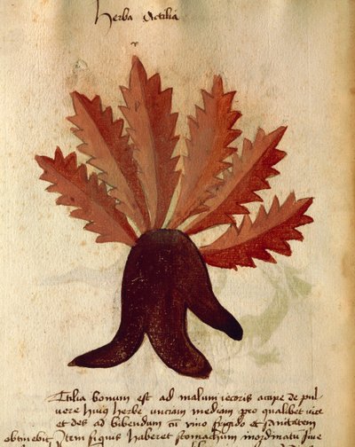Herba Actila by Italian School