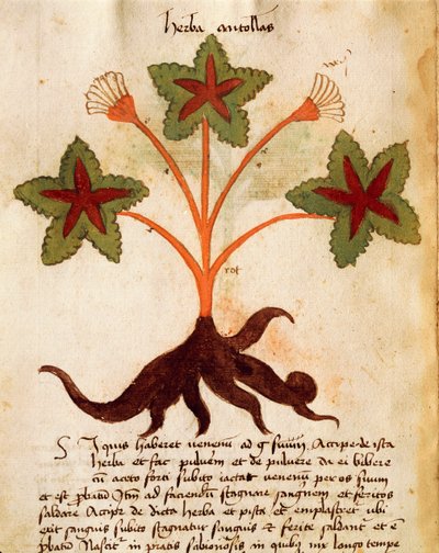 Herba Antollas by Italian School