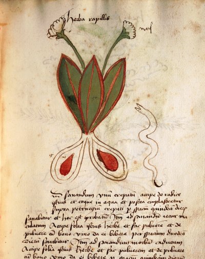 Herba Capillaria by Italian School