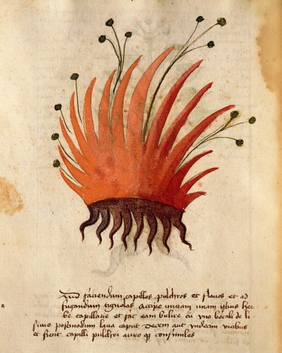 Herba Capillis by Italian School