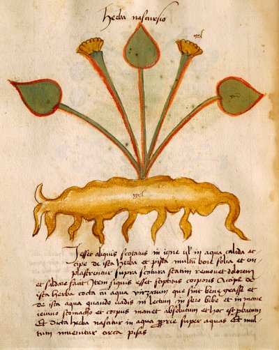 Herba Nasturzio by Orgione Rizzardo by Italian School