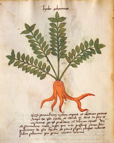 Herba Poleximos by Italian School