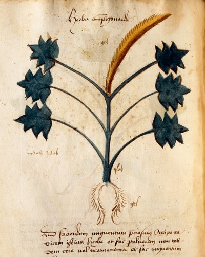 Herba Spigonardi by Italian School
