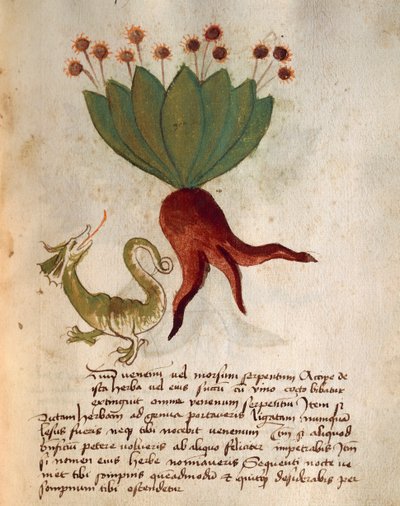 Herba Vermicularia by Italian School
