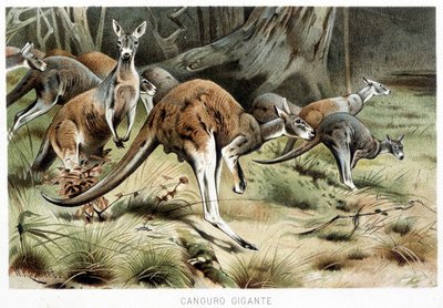 In La vita degli animali by Italian School