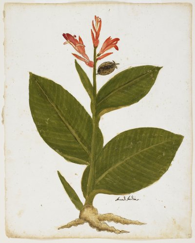 Indian Shot (Canna indica) by Italian School