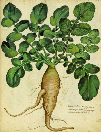 Long White Radish by Ulisse Aldrovandi by Italian School