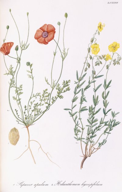 Papaver Apulum and Helianthemum Hyssopifolum by Italian School