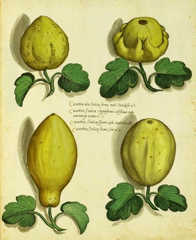 Varieties of Heirloom Squash by Ulisse Aldrovandi by Italian School