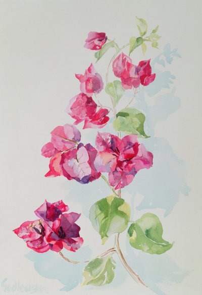 No.2 Bougainvillea Red by Izabella Godlewska de Aranda