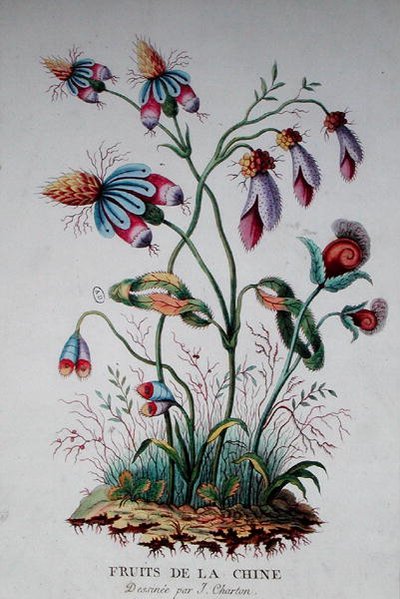 Fruits of China by J. (after) Charton