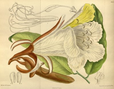 Baikiaea insignis, Fabaceae, Caesalpinioideae by J. N. Fitch