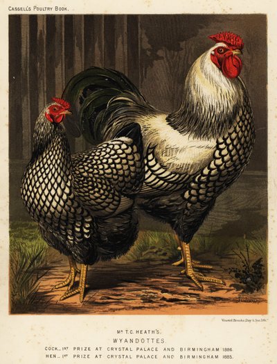 American Wyandotte Chickens by J. W. (after) Ludlow