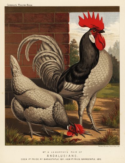 Andalusian chickens by J. W. (after) Ludlow