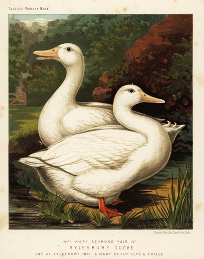 Aylesbury ducks by J. W. (after) Ludlow