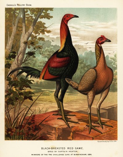 Black-breasted red game birds by J. W. (after) Ludlow
