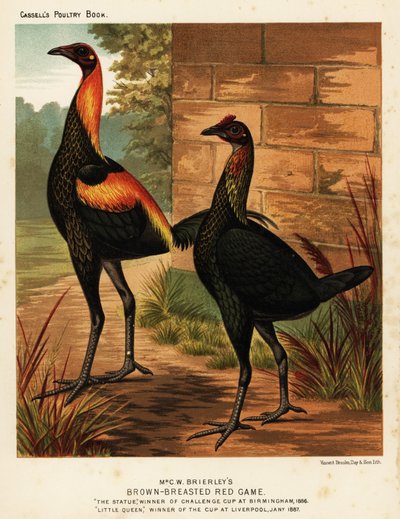 Brown-breasted red game birds by J. W. (after) Ludlow