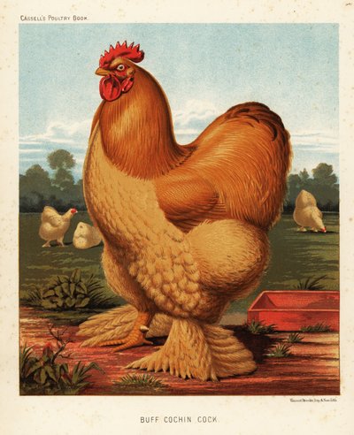 Buff Cochin Cock by J. W. (after) Ludlow