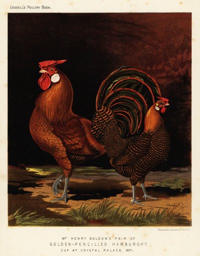 Golden-pencilled Hamburghs by J. W. (after) Ludlow