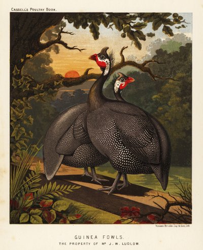 Guinea fowls by J. W. (after) Ludlow