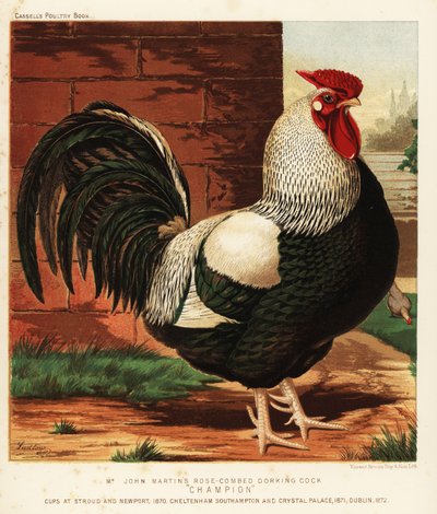 Rose-Combed Dorking Cock by J. W. (after) Ludlow