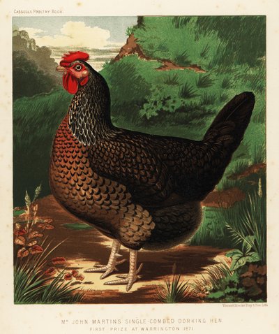 Single-combed Dorking hen by J. W. (after) Ludlow