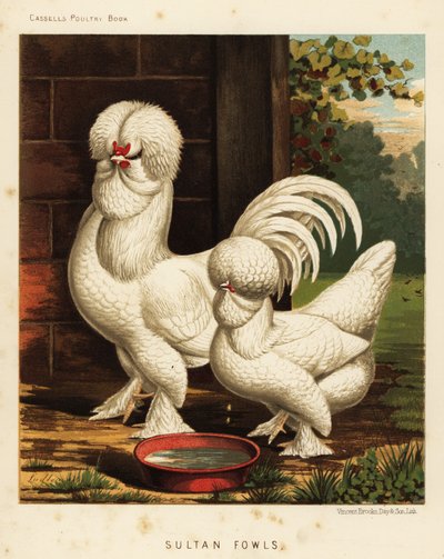 Sultan Fowls, Gallus Gallus Domesticus by J. W. (after) Ludlow