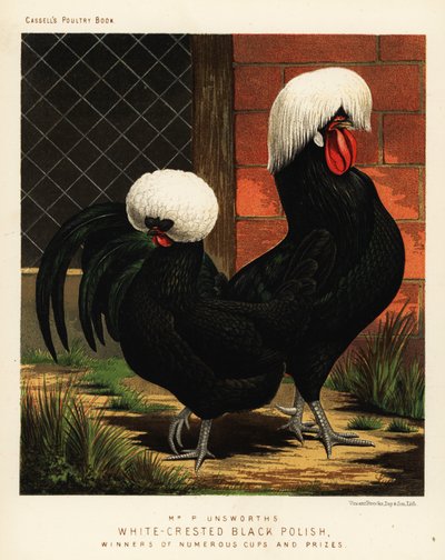 White-Crested Black Polish Chickens by J. W. (after) Ludlow