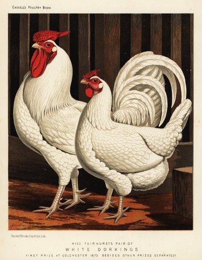 White Dorking fowl by J. W. (after) Ludlow