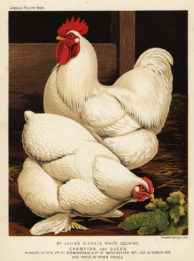 White cochin cock and hen by J. W. (after) Ludlow