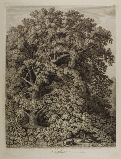 Sophora by Jacob Philippe Hackert