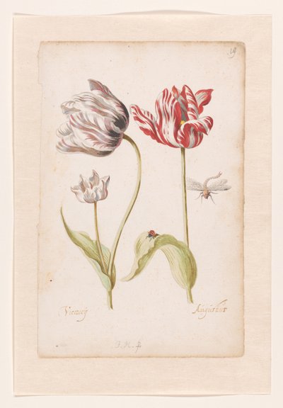 Two Tulips with Insects by Jacob Marrel