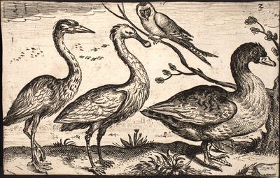 Heron, Spoonbill, Bird and Goose by Jacob Matham