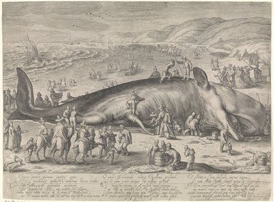 Whale Stranded at Berckhey, 1598 by Jacob Matham