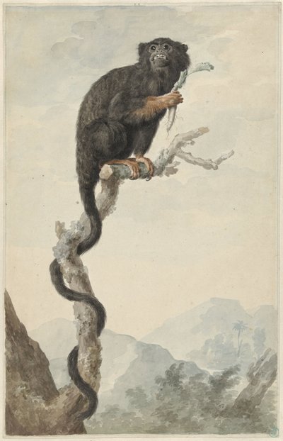 A Red-handed Tamarin by Jacob Perkois