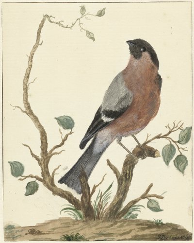 Bullfinch by Jacob Perkois