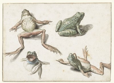 Four Studies of a Frog by Jacob de Gheyn (II)