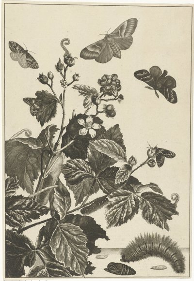 Wild Rose with Caterpillars and Butterflies by Jacob l