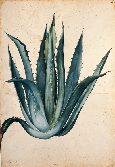 Century plant (Agave americana) by Jacopo Ligozzi
