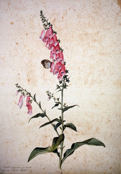 Herbarium: Digitalis Purpurea with Papilio Paphia by Jacopo Ligozzi