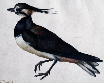 Tringa vanellus (Lapwing) by Jacopo Ligozzi