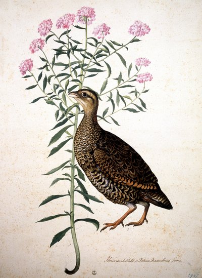 Unknown Image by Jacopo Ligozzi