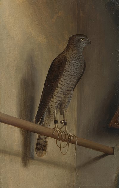 A Sparrowhawk by Jacopo de Barbari