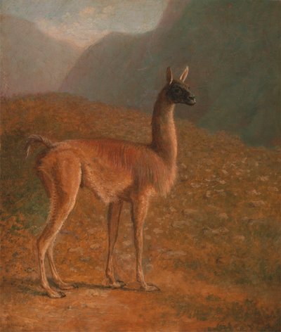 Guanaco by Jacques Laurent Agasse