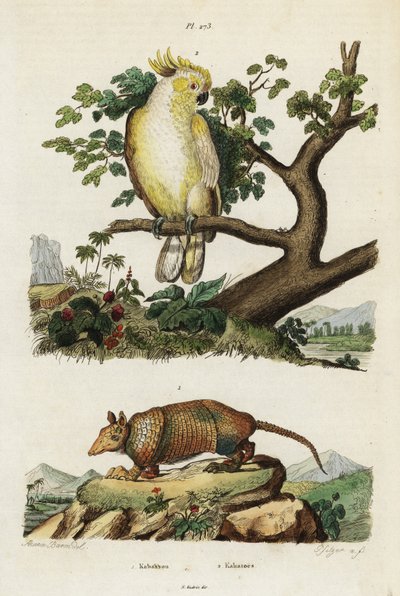 Yellow-crested Cockatoo and Armadillo by Jacques Reyne Isidore Acarie Baron
